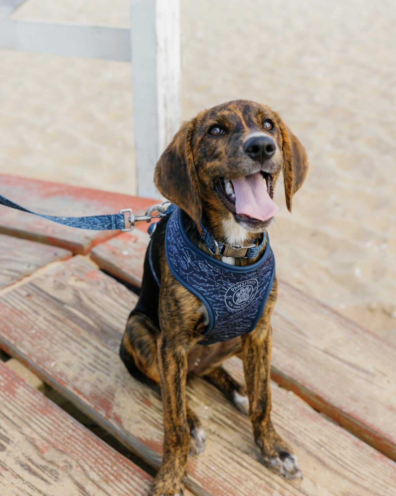 ST x Pawsitivity Schooling Fish Dog Harness Southern Tide Bargain