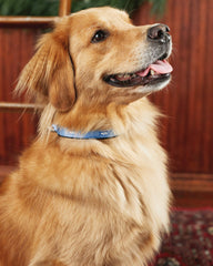 Dog Collars - Skipjack Blue - Nylon Southern Tide Value Deal